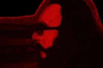 Διονύσης Σαββόπουλος και Ορέστης Πλακίδης – Το Ροκ του Μέλλοντός Μας άλμπουμ της Panik Oxygen